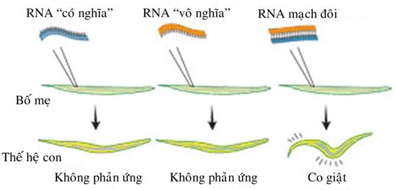 Biến đổi enzyme helicase ARN ở giun tròn làm tăng vòng đời của chúng gấp đôi có thể ứng dụng kéo dài tuổi thọ của con người